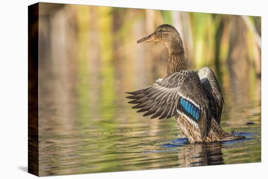 Usa, Wyoming, Sublette County, a Mallard stretches it's wings while sitting on a pond.-Elizabeth Boehm-Stretched Canvas