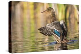 Usa, Wyoming, Sublette County, a Mallard stretches it's wings while sitting on a pond.-Elizabeth Boehm-Stretched Canvas