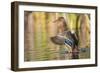 Usa, Wyoming, Sublette County, a Mallard stretches it's wings while sitting on a pond.-Elizabeth Boehm-Framed Photographic Print