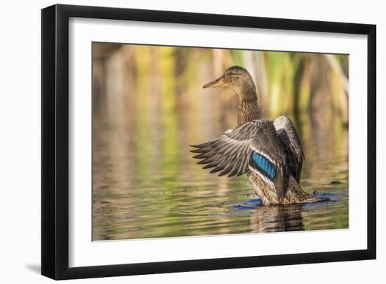 Usa, Wyoming, Sublette County, a Mallard stretches it's wings while sitting on a pond.-Elizabeth Boehm-Framed Photographic Print