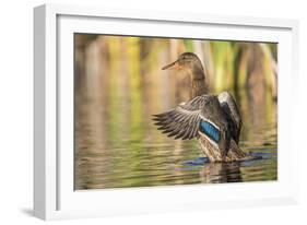 Usa, Wyoming, Sublette County, a Mallard stretches it's wings while sitting on a pond.-Elizabeth Boehm-Framed Photographic Print