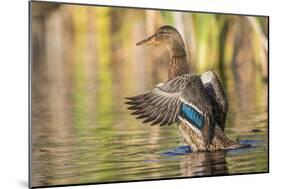 Usa, Wyoming, Sublette County, a Mallard stretches it's wings while sitting on a pond.-Elizabeth Boehm-Mounted Photographic Print