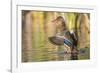 Usa, Wyoming, Sublette County, a Mallard stretches it's wings while sitting on a pond.-Elizabeth Boehm-Framed Photographic Print