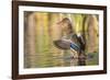 Usa, Wyoming, Sublette County, a Mallard stretches it's wings while sitting on a pond.-Elizabeth Boehm-Framed Photographic Print