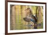 Usa, Wyoming, Sublette County, a Mallard stretches it's wings while sitting on a pond.-Elizabeth Boehm-Framed Photographic Print