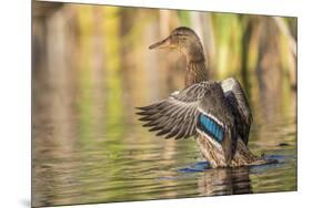 Usa, Wyoming, Sublette County, a Mallard stretches it's wings while sitting on a pond.-Elizabeth Boehm-Mounted Photographic Print