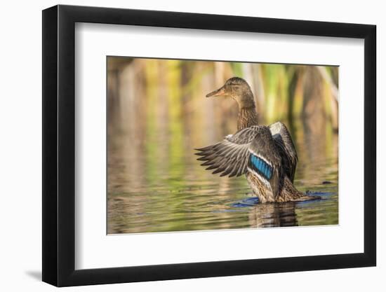 Usa, Wyoming, Sublette County, a Mallard stretches it's wings while sitting on a pond.-Elizabeth Boehm-Framed Photographic Print