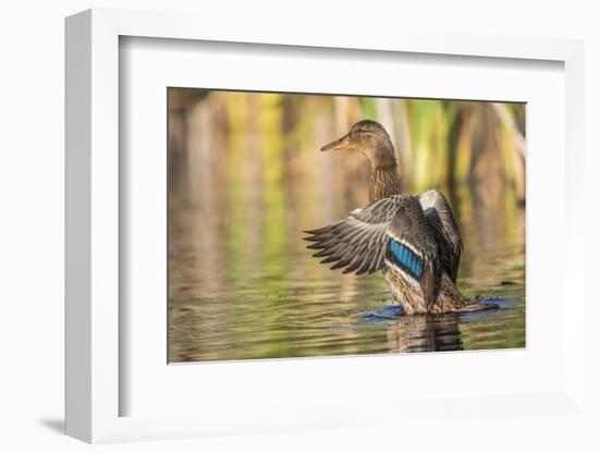 Usa, Wyoming, Sublette County, a Mallard stretches it's wings while sitting on a pond.-Elizabeth Boehm-Framed Photographic Print