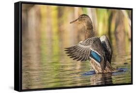 Usa, Wyoming, Sublette County, a Mallard stretches it's wings while sitting on a pond.-Elizabeth Boehm-Framed Stretched Canvas