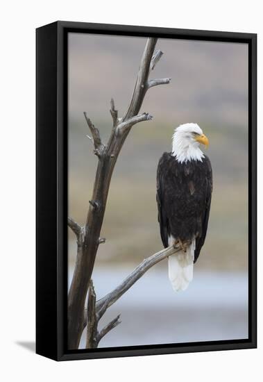 USA, Wyoming, Sublette County. Adult Bald Eagle sitting on a snag above Soda Lake.-Elizabeth Boehm-Framed Stretched Canvas