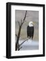 USA, Wyoming, Sublette County. Adult Bald Eagle sitting on a snag above Soda Lake.-Elizabeth Boehm-Framed Photographic Print