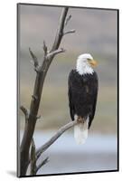 USA, Wyoming, Sublette County. Adult Bald Eagle sitting on a snag above Soda Lake.-Elizabeth Boehm-Mounted Photographic Print