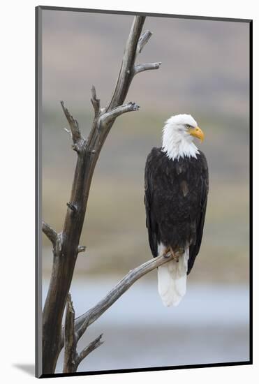 USA, Wyoming, Sublette County. Adult Bald Eagle sitting on a snag above Soda Lake.-Elizabeth Boehm-Mounted Photographic Print