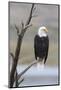 USA, Wyoming, Sublette County. Adult Bald Eagle sitting on a snag above Soda Lake.-Elizabeth Boehm-Mounted Photographic Print