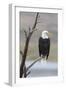 USA, Wyoming, Sublette County. Adult Bald Eagle sitting on a snag above Soda Lake.-Elizabeth Boehm-Framed Photographic Print