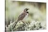 USA, Wyoming, Sublette County. Adult Horned Lark sings from the top of a sage brush in Spring.-Elizabeth Boehm-Stretched Canvas