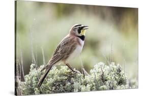 USA, Wyoming, Sublette County. Adult Horned Lark sings from the top of a sage brush in Spring.-Elizabeth Boehm-Stretched Canvas