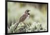 USA, Wyoming, Sublette County. Adult Horned Lark sings from the top of a sage brush in Spring.-Elizabeth Boehm-Framed Photographic Print