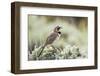 USA, Wyoming, Sublette County. Adult Horned Lark sings from the top of a sage brush in Spring.-Elizabeth Boehm-Framed Photographic Print