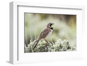 USA, Wyoming, Sublette County. Adult Horned Lark sings from the top of a sage brush in Spring.-Elizabeth Boehm-Framed Photographic Print