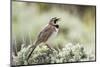 USA, Wyoming, Sublette County. Adult Horned Lark sings from the top of a sage brush in Spring.-Elizabeth Boehm-Mounted Photographic Print