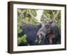 USA, Wyoming, Sublette County. Bull moose eats from a willow bush-Elizabeth Boehm-Framed Photographic Print