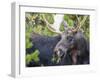 USA, Wyoming, Sublette County. Bull moose eats from a willow bush-Elizabeth Boehm-Framed Photographic Print