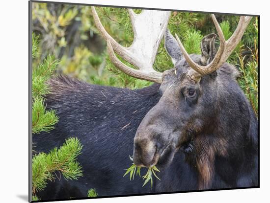 USA, Wyoming, Sublette County. Bull moose eats from a willow bush-Elizabeth Boehm-Mounted Photographic Print