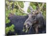 USA, Wyoming, Sublette County. Bull moose eats from a willow bush-Elizabeth Boehm-Mounted Photographic Print