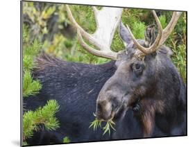 USA, Wyoming, Sublette County. Bull moose eats from a willow bush-Elizabeth Boehm-Mounted Photographic Print