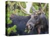 USA, Wyoming, Sublette County. Bull moose eats from a willow bush-Elizabeth Boehm-Stretched Canvas