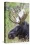 USA, Wyoming, Sublette County. Bull moose lying down in a grassy area displaying his large antlers.-Elizabeth Boehm-Stretched Canvas