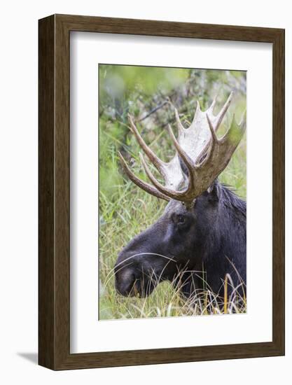 USA, Wyoming, Sublette County. Bull moose lying down in a grassy area displaying his large antlers.-Elizabeth Boehm-Framed Photographic Print