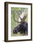 USA, Wyoming, Sublette County. Bull moose lying down in a grassy area displaying his large antlers.-Elizabeth Boehm-Framed Photographic Print