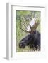 USA, Wyoming, Sublette County. Bull moose lying down in a grassy area displaying his large antlers.-Elizabeth Boehm-Framed Photographic Print