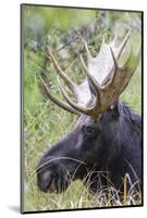 USA, Wyoming, Sublette County. Bull moose lying down in a grassy area displaying his large antlers.-Elizabeth Boehm-Mounted Photographic Print