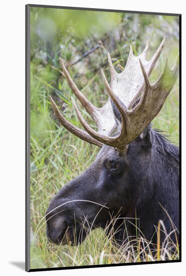 USA, Wyoming, Sublette County. Bull moose lying down in a grassy area displaying his large antlers.-Elizabeth Boehm-Mounted Photographic Print