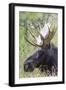 USA, Wyoming, Sublette County. Bull moose lying down in a grassy area displaying his large antlers.-Elizabeth Boehm-Framed Photographic Print