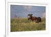 USA, Wyoming, Sublette County. Bull moose stands in tall grasses at evening light.-Elizabeth Boehm-Framed Photographic Print