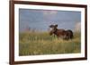 USA, Wyoming, Sublette County. Bull moose stands in tall grasses at evening light.-Elizabeth Boehm-Framed Photographic Print