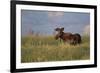 USA, Wyoming, Sublette County. Bull moose stands in tall grasses at evening light.-Elizabeth Boehm-Framed Photographic Print