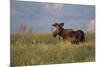 USA, Wyoming, Sublette County. Bull moose stands in tall grasses at evening light.-Elizabeth Boehm-Mounted Photographic Print