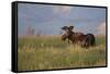USA, Wyoming, Sublette County. Bull moose stands in tall grasses at evening light.-Elizabeth Boehm-Framed Stretched Canvas
