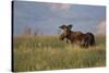 USA, Wyoming, Sublette County. Bull moose stands in tall grasses at evening light.-Elizabeth Boehm-Stretched Canvas