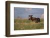 USA, Wyoming, Sublette County. Bull moose stands in tall grasses at evening light.-Elizabeth Boehm-Framed Photographic Print