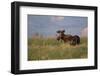 USA, Wyoming, Sublette County. Bull moose stands in tall grasses at evening light.-Elizabeth Boehm-Framed Photographic Print