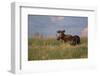 USA, Wyoming, Sublette County. Bull moose stands in tall grasses at evening light.-Elizabeth Boehm-Framed Photographic Print