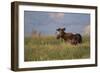USA, Wyoming, Sublette County. Bull moose stands in tall grasses at evening light.-Elizabeth Boehm-Framed Photographic Print