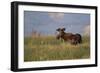 USA, Wyoming, Sublette County. Bull moose stands in tall grasses at evening light.-Elizabeth Boehm-Framed Photographic Print