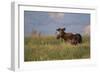 USA, Wyoming, Sublette County. Bull moose stands in tall grasses at evening light.-Elizabeth Boehm-Framed Photographic Print